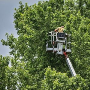 tree pruning Spring Hill